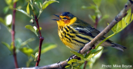 Cape May Warbler
