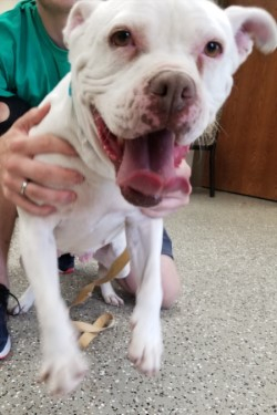 Meet Bachle!
