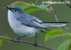 Blue-gray Gnatcatcher 