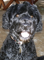 Lola