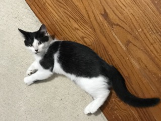 Cosmo adopted 032518