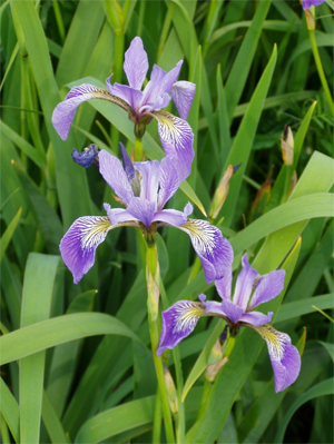 What's In Bloom?