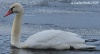 Mute Swan