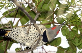 Northern Flicker 