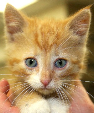 Meet Cavender!