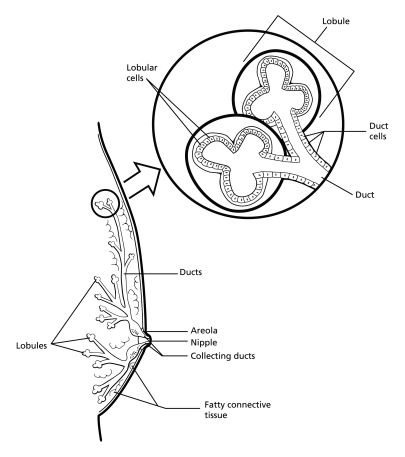 Breast Structure