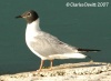 Bonaparte's Gull