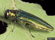 Emerald Ash Borer