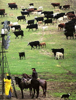 Rural Development Newsletters