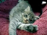Ready To Adopt?