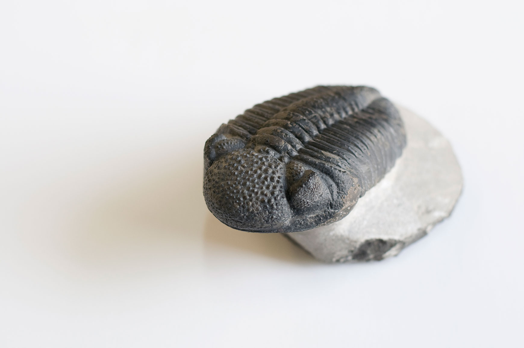 Phacops speculator