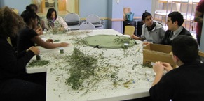 Teens Prep Dry Herbs