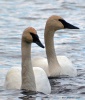 Trumpeter Swan