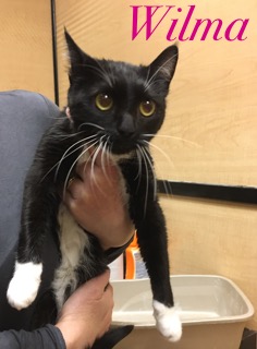 Wilma adopted 040718