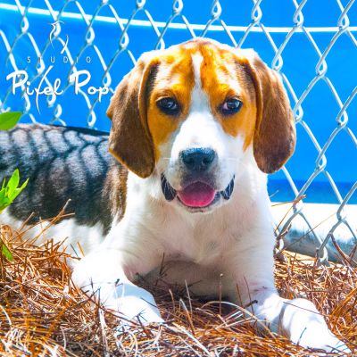 Dog of the Week