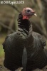 Wild Turkey