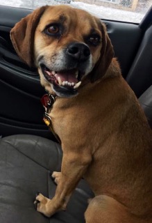 Pete - ADOPTED