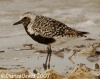 Black-bellied Plover