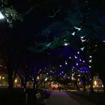 Birds of prey to fly into Discovery Green