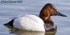 Canvasback