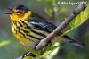 Cape May Warbler 