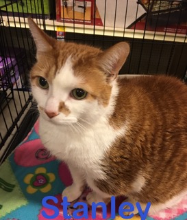 Stanley adopted 021818