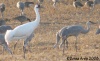 Whooping Crane 