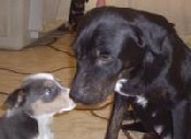Spay & Neuter Assistance Program