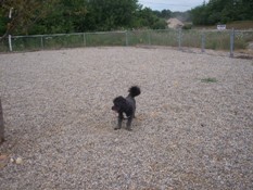 Paw Playground