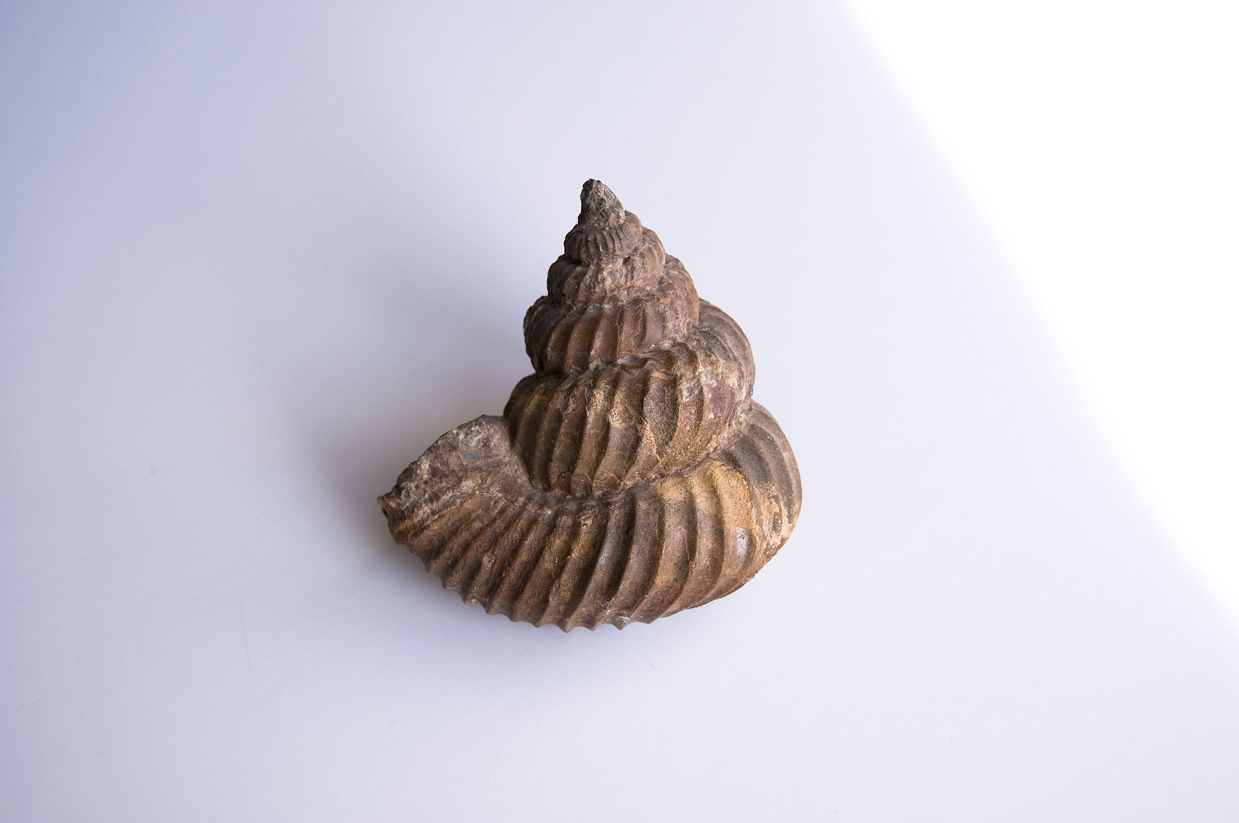 Eubostrychoceras matsumotoi