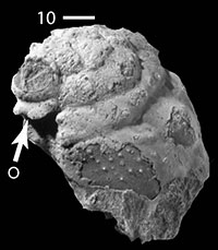 EKALAKIA (DECAPODA: BRACHYURA): THE PRESERVATION IF EYES LINKS CRETACEOUS CRABS TO JURASSIC ANCESTORS
