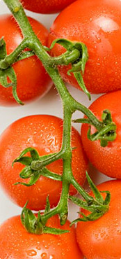 Tomatos