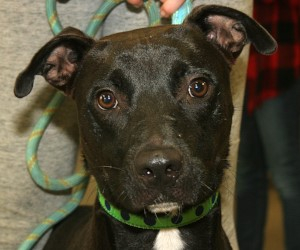 Meet Tucker! Heart worm positive - funds needed!