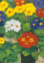 -Primroses