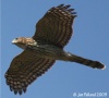 Cooper's Hawk