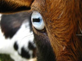Adkins Arboretum Offers Targeted Goat Grazing Demonstrations