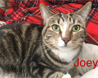 Joey adopted 021718