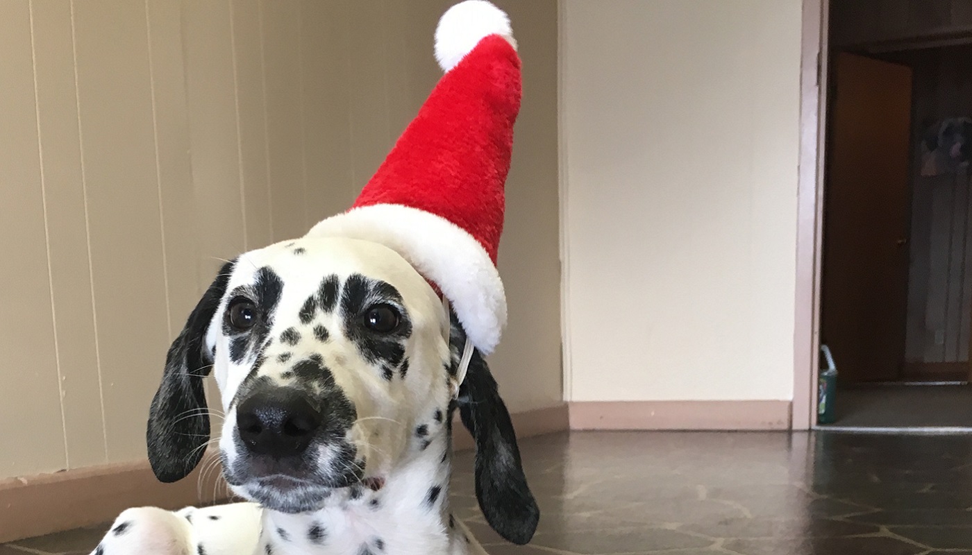 Meet Signing Santa!