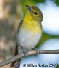Yellow-throated Vireo 