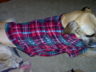 SPA 4 PAWS custom made COATS and BEDS for all BREEDS