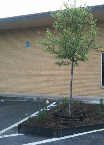Dynamic's New Cedar Elm Tree