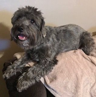 Kole - ADOPTED