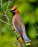 See the Gardens in a whole new way when you enjoy a 2-hour guided bird walk!