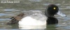 Greater Scaup