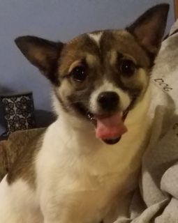 Chloe - ADOPTED