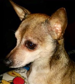 Gizmo - ADOPTED