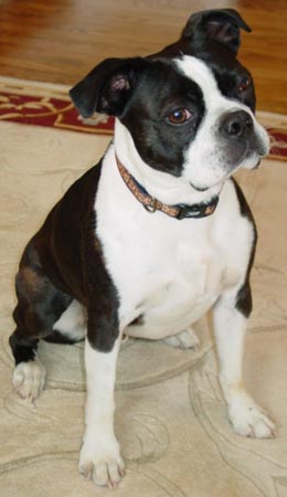 Baxter Doyle