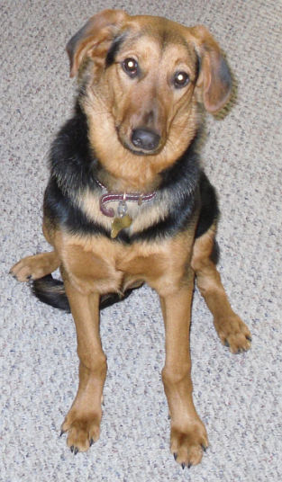Tehya (Saylor)