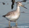 Greater Yellowlegs