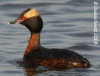 Horned Grebe